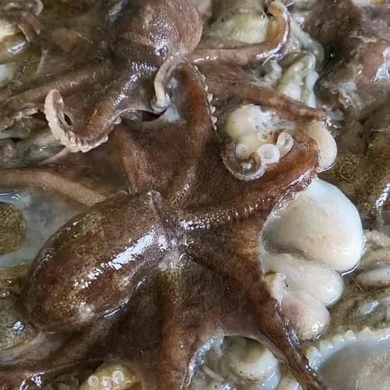 코아마켓 서해 쭈꾸미, 1kg, 3팩