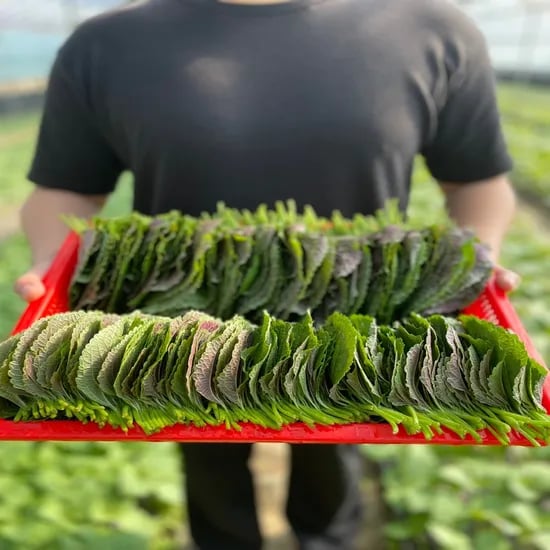 밀양 청년 깻잎, 500g, 1박스