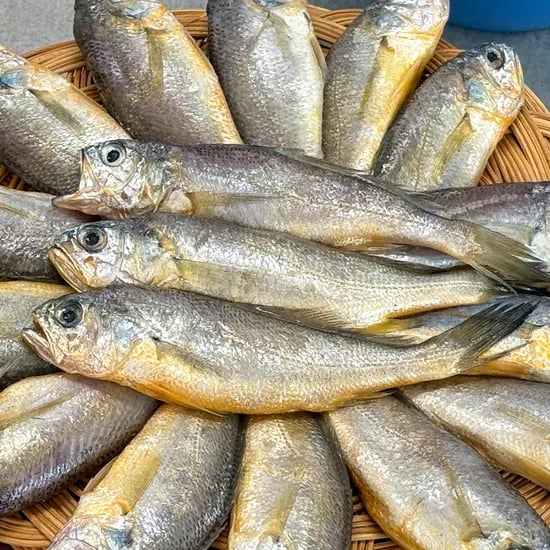 더드림 제주 참조기, 2kg, 50미 내외