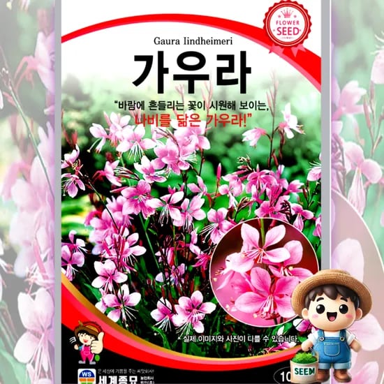 세계종묘 가우라 100립 1개