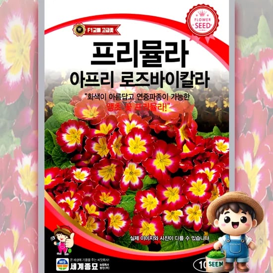 세계종묘 프리뮬라 아프리 로즈바이칼라 10립, 1개