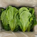 통 로메인 쌈채소, 2kg, 1개