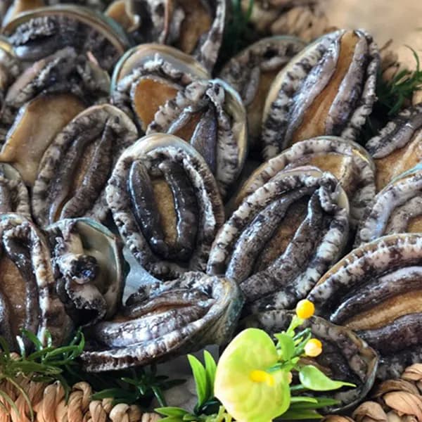 해신수산 완도활전복 라면전복 16-27미 500g 1개 해신수산 완도활전복 라면전복 16-27미 500g 1개